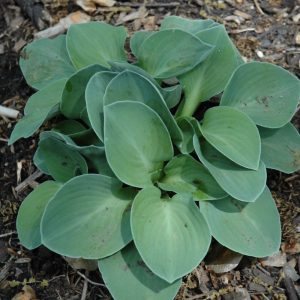 Hosta Blue Mouse Ears Qt