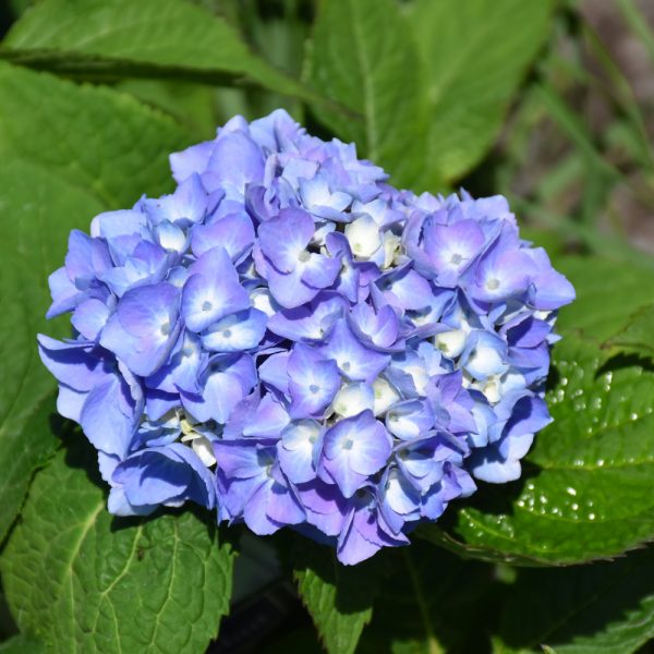 Hydrangea Nantucket Blue #1
