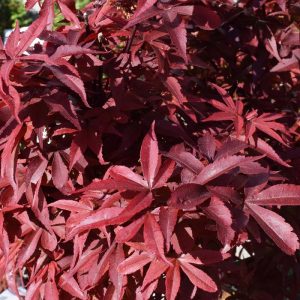 Japanese Maple Twombly's Red Sentinel #6