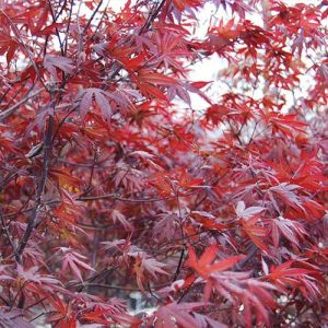 Japanese Maple Tamukeyama #3