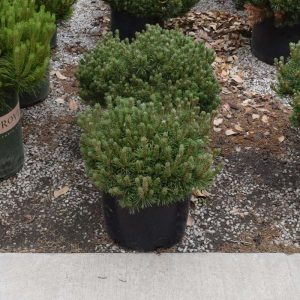 Pine Mugo Valley Cushion #3