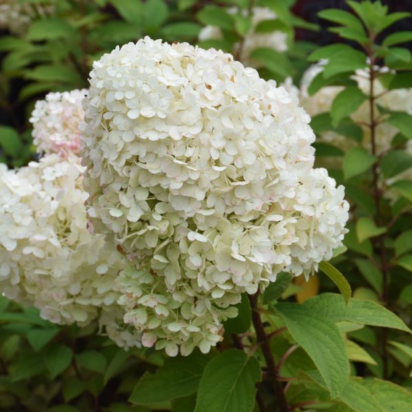 Hydrangea Bobo #3