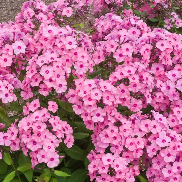 Phlox Fashionably Early Flamingo Pink #1