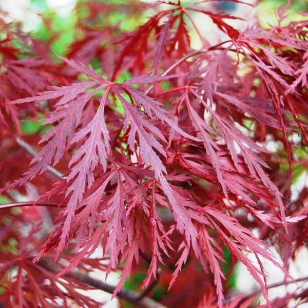 Japanese Maple Red Dragon #3