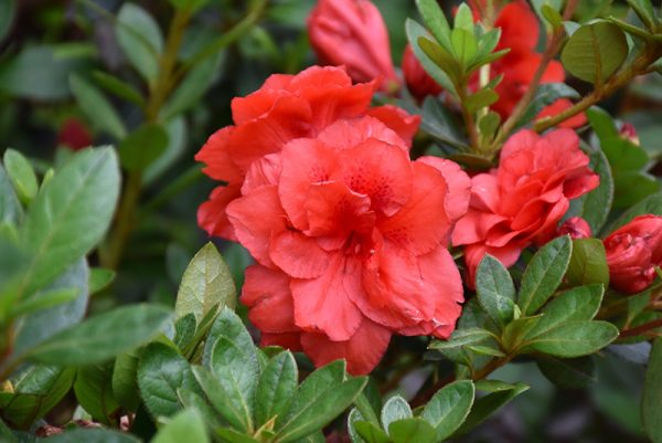 Azalea Coral Amazement #2