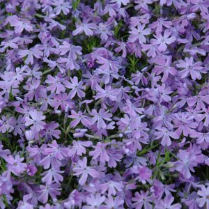 Phlox Creeping Emerald Blue Qt
