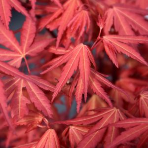 Korean Maple First Flame #6
