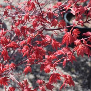 Japanese Maple Shindeshojo #6