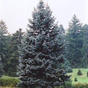 Spruce Hoopsii Blue