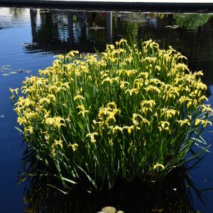 Iris Pseudacorus Yellow Variegated #1