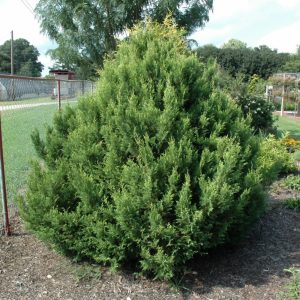Cypress False Cream Ball #5