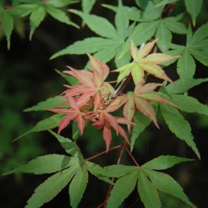 Japanese Maple Iijima Sunago #6