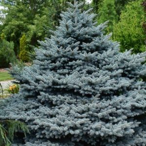 Spruce Blue Monty #3