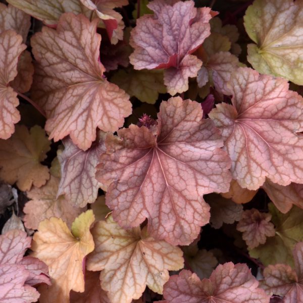 Heuchera Carnival Watermelon QT