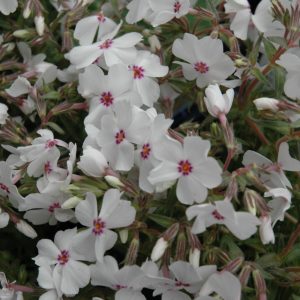 Phlox Amazing Grace QT
