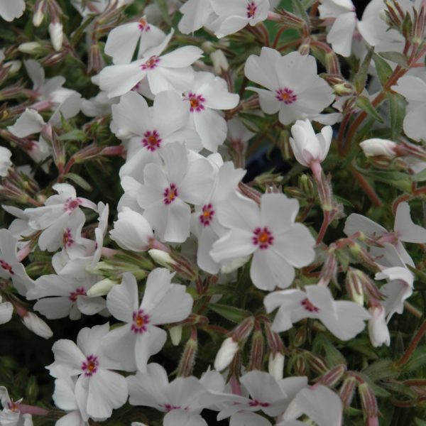 Phlox Amazing Grace QT