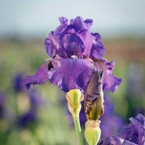 Iris Bearded His Royal Highness #1