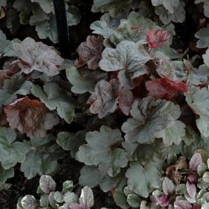 Heuchera Carnival Black Olive #1
