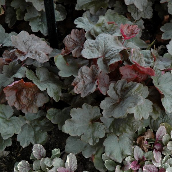 Heuchera Carnival Black Olive #1