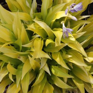 Hosta Munchkin Fire Qt