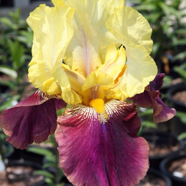 Bearded Iris Blatant #1