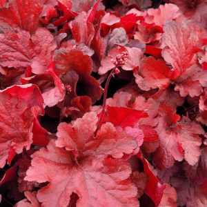 Coral Bells Forever Red #1