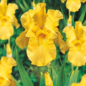 Iris Bearded Pleasant Peasant #1