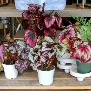 Begonia Rex (small)