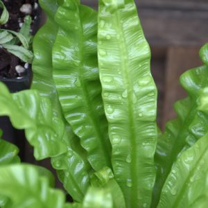 Fern Crispy (Small)