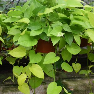 Pothos Neon (Small)