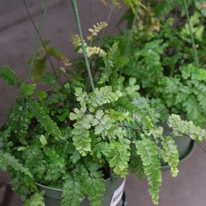 Fern Rosy Maidenhair (Medium)