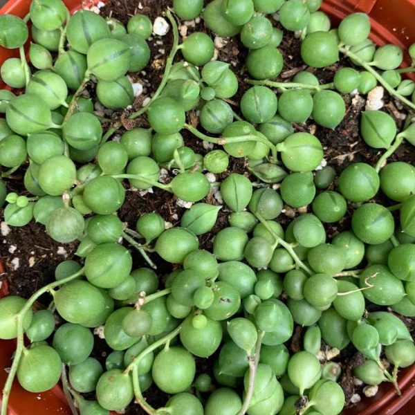 String of Pearls (Small)