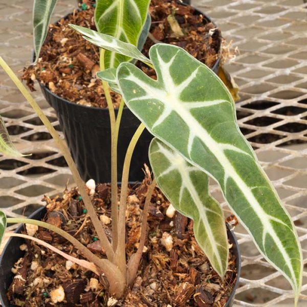 Alocasia Bambino (Medium)