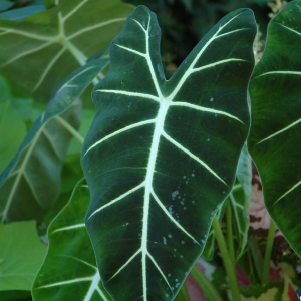 Alocasia Frydek (Small)