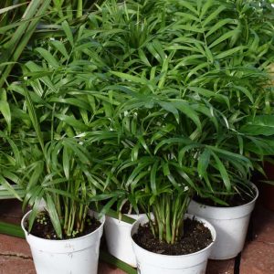 Palm Neanthe Bella (Small)