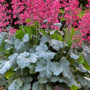 Coral Bells Dolce Spearmint #1