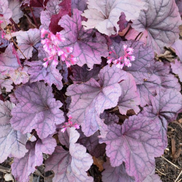 Coral Bells Pink Panther #1