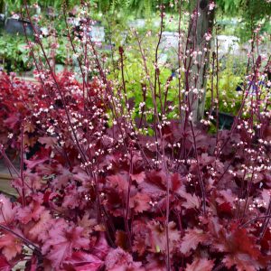 Heuchera Cherry Truffles #1