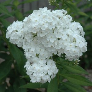 Phlox David #1