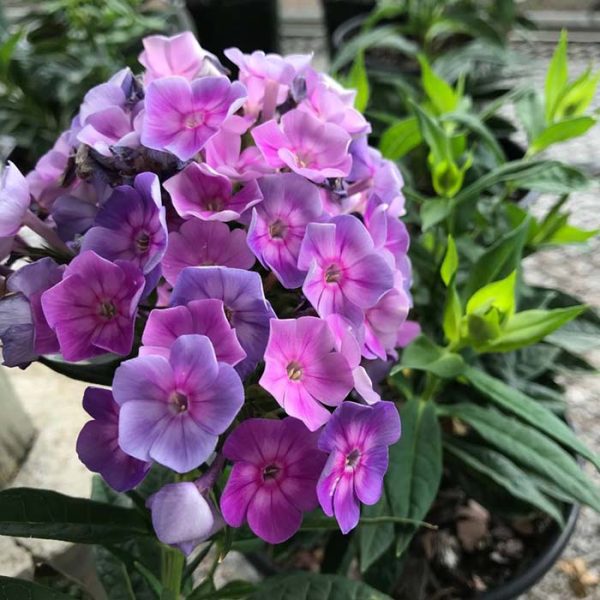 Phlox Laura #1