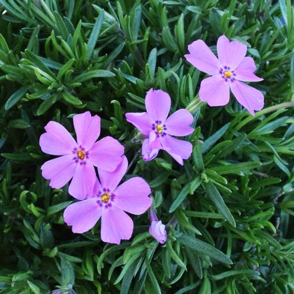 Phlox Creep Emerald Pink Qt