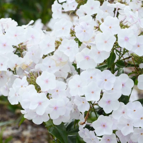 Phlox Early Crystal #1
