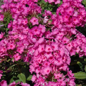 Phlox Pink Flame #1