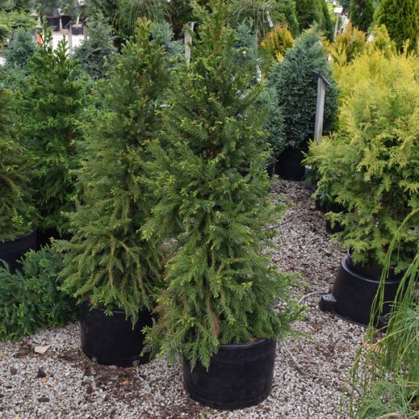 Cryptomeria Black Dragon #6
