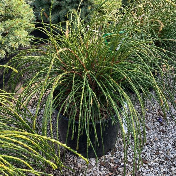 Arborvitae Whipcord #3