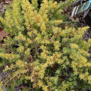 Juniper Golden Pacific #1