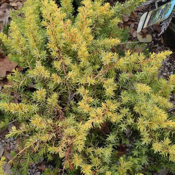 Juniper Golden Pacific #1
