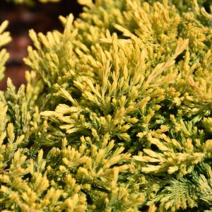 Juniper Gold Strike #3