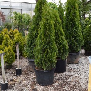 Arborvitae Emerald Green #10