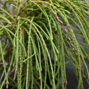 Arborvitae Whipcord Short #1